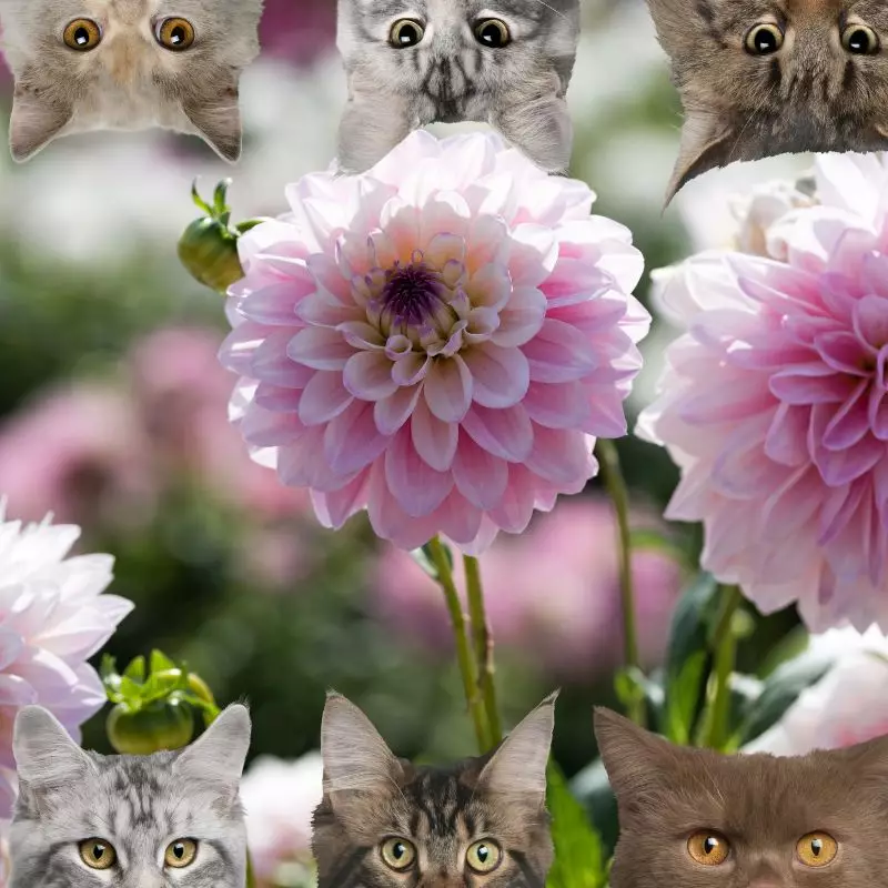 Dahlia and cats