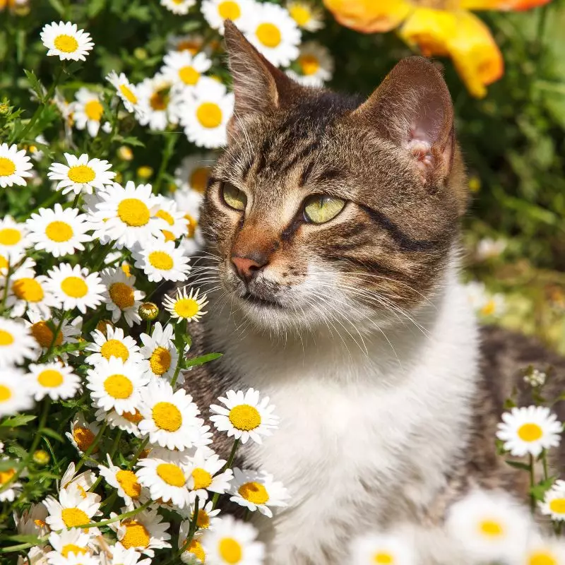 Daisies and a cat nearby