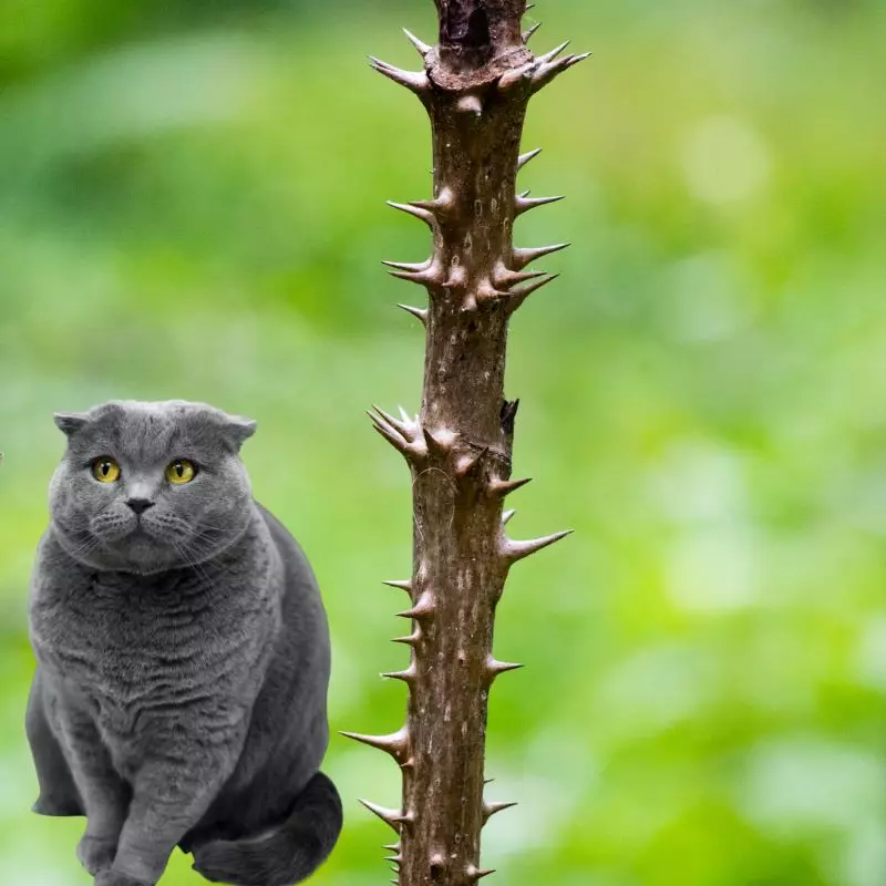 Devil’s Walkingstick and a cat nearby