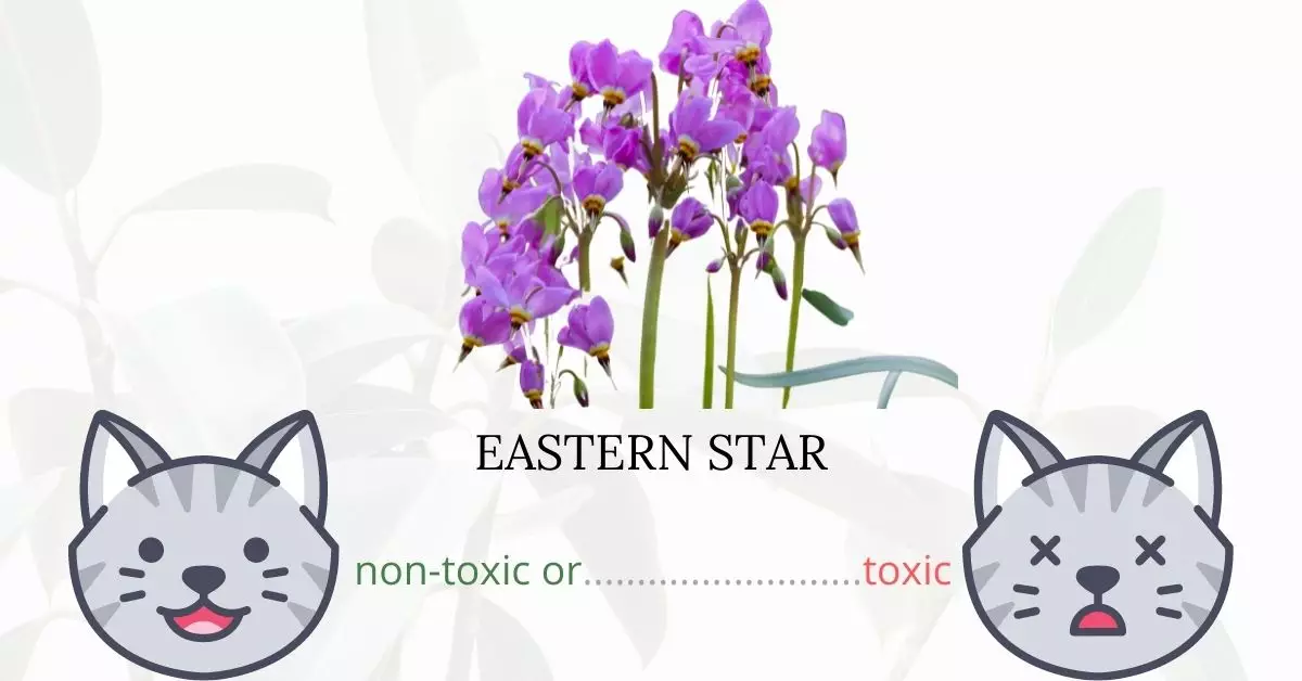 Is Eastern Star or Sweet William Toxic To Cats? 