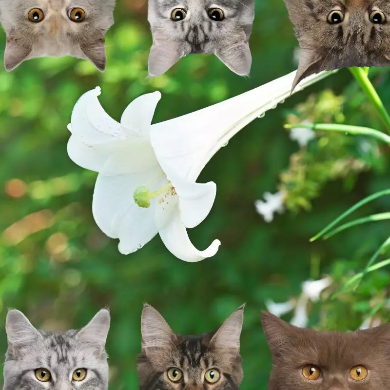 Easter lilies and cats