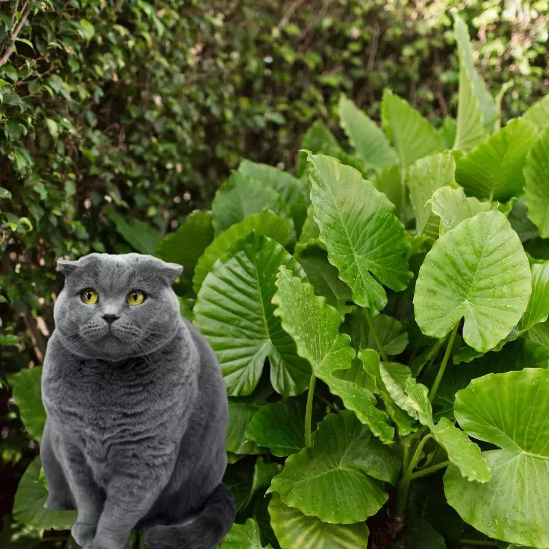 Elephant’s Ear and a cat nearby