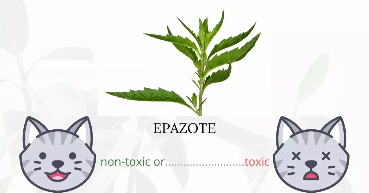 Is Epazote or Wormseed Toxic To Cats? 