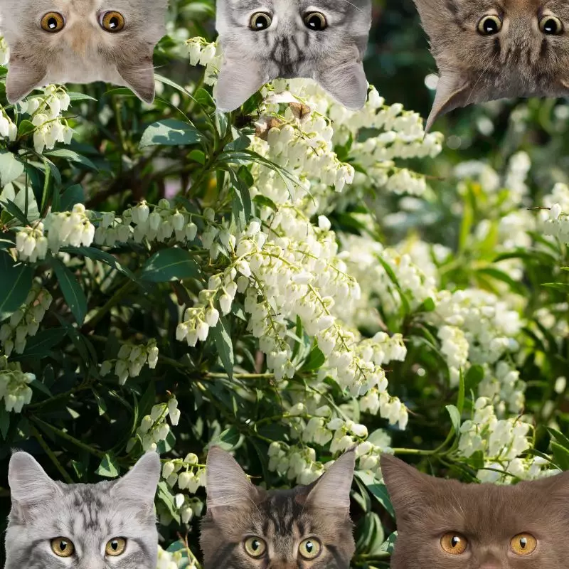 Fetterbush and cats