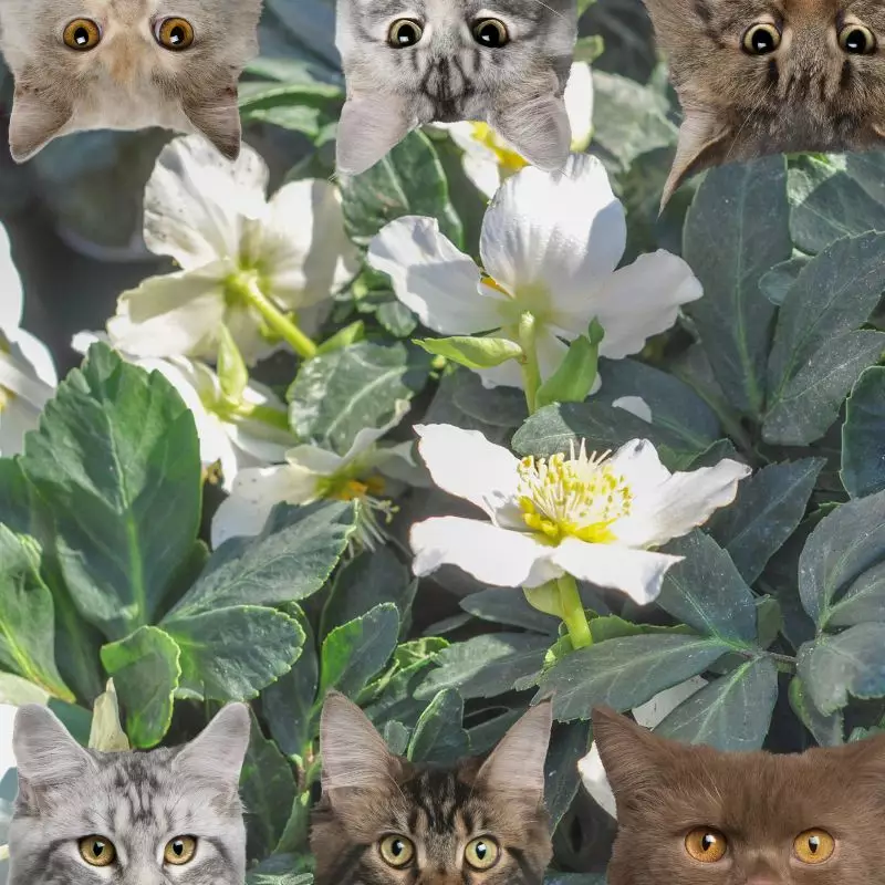 Hellebore and cats