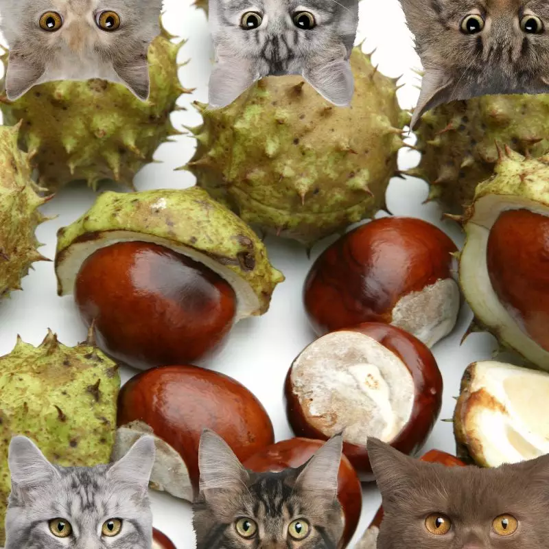 Horse Chestnuts and cats