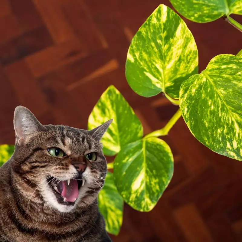 Pothos with a cat hissing at it