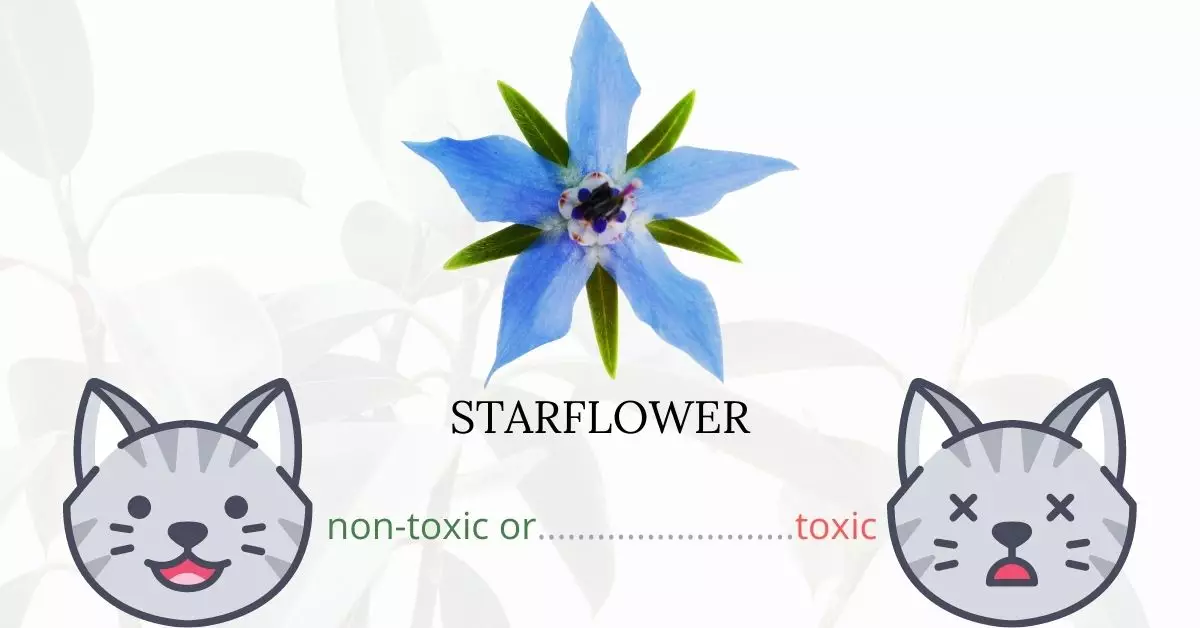 Is Borage or Starflower Toxic To Cats? 