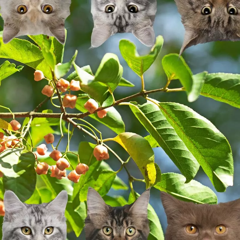 Spindle Tree and cats