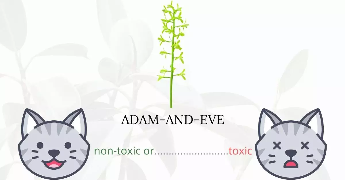 Is Adam-and-Eve toxic for cats