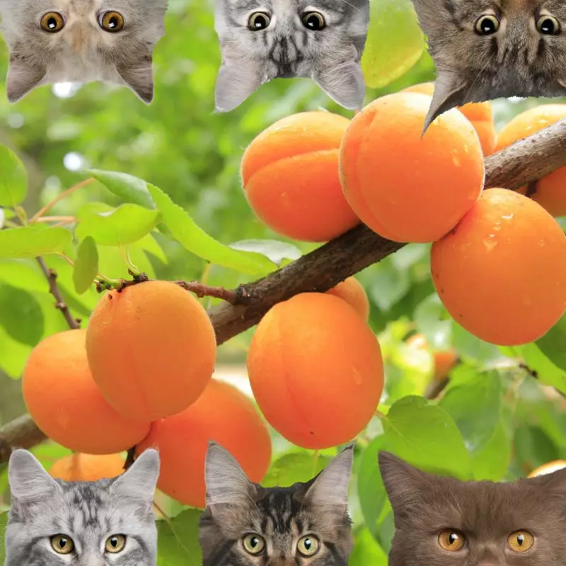 apricot and cats