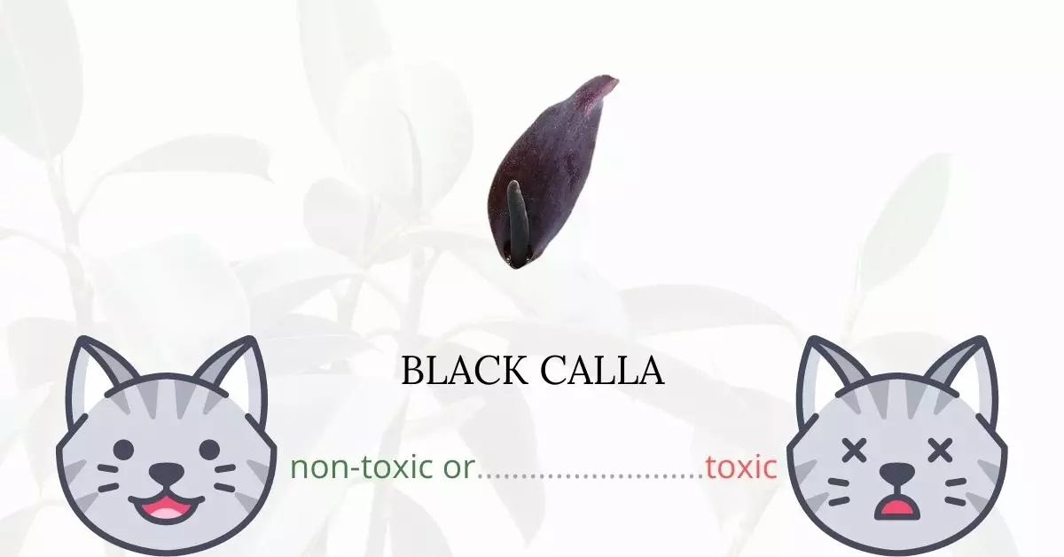 Is Black Calla or Solomon’s Lily Toxic To Cats?