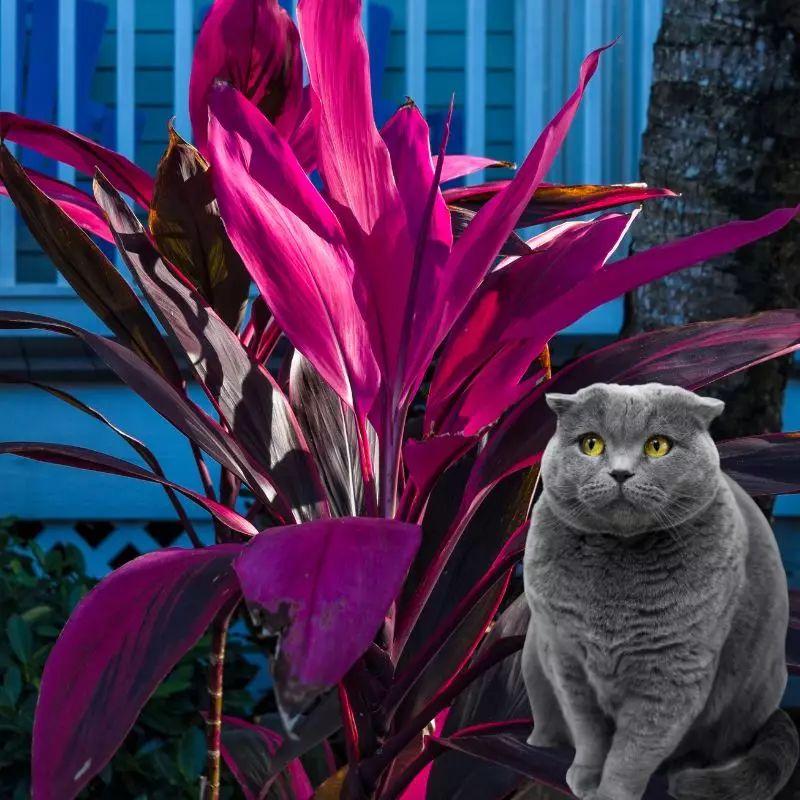 cat sits near Baby Doll Ti Plant