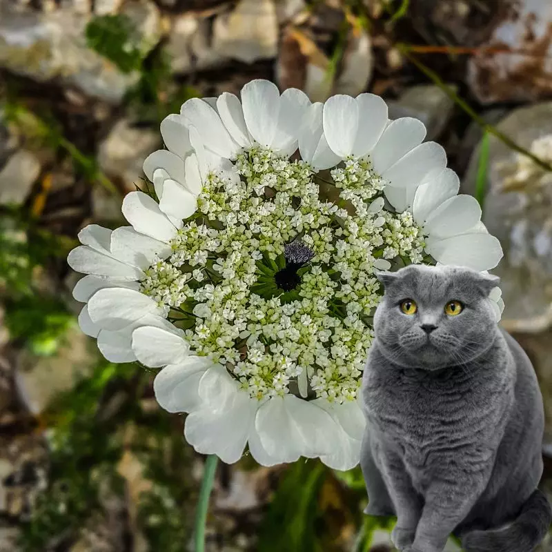 cat sits near Bishop Weed