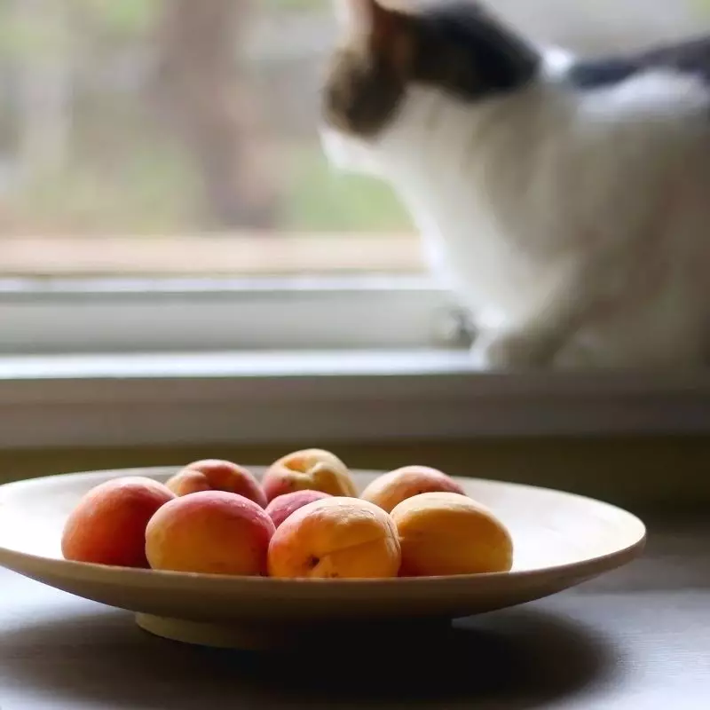 cat sits near apricots