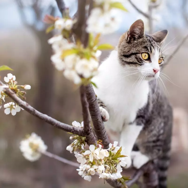 cat with cherry tree