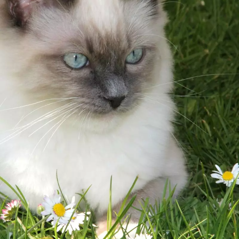 cat with daisies