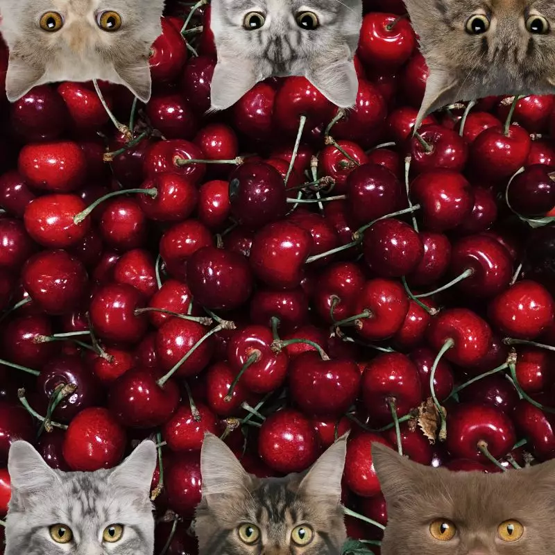 cats and cherries