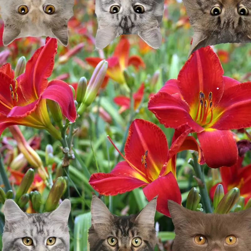daylily and cats