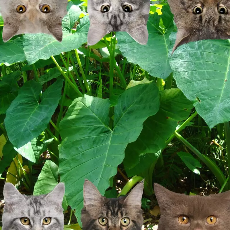 elephant's ear plant and cats