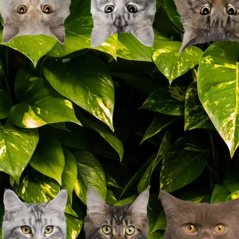 pothos and cats