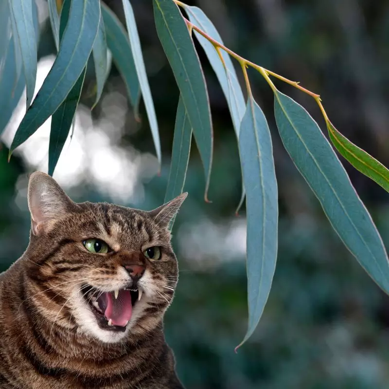 Cat hisses at Eucalyptus