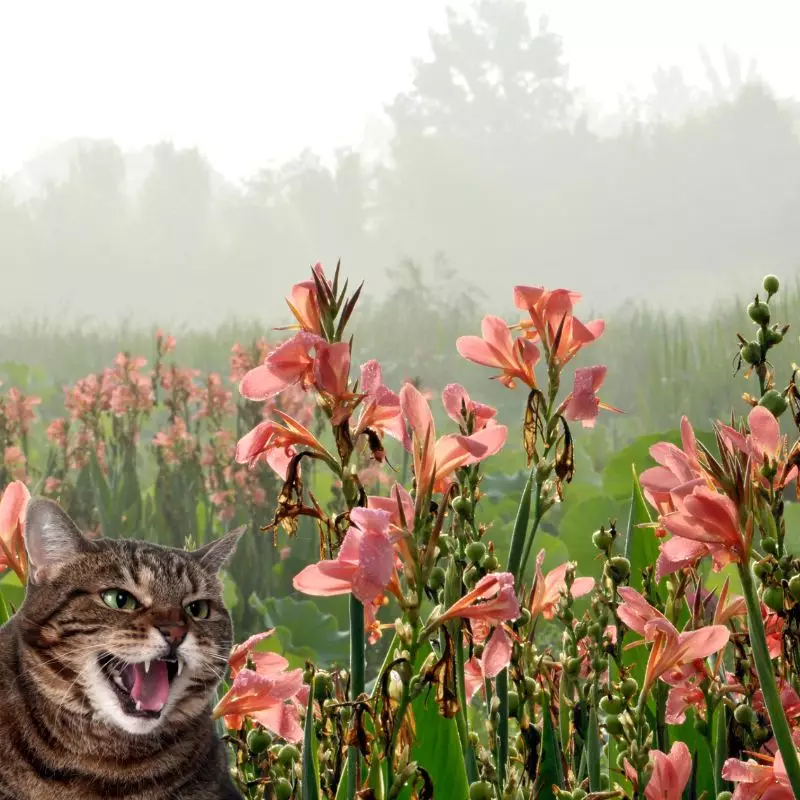 Cat hisses at Gladiolus