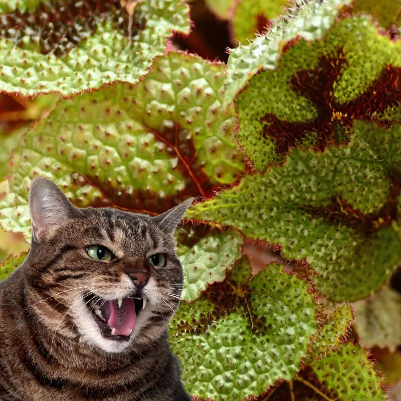 Cat hisses at Iron Cross Begonia