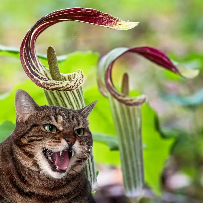 Cat hisses at Jack-in-the-Pulpit