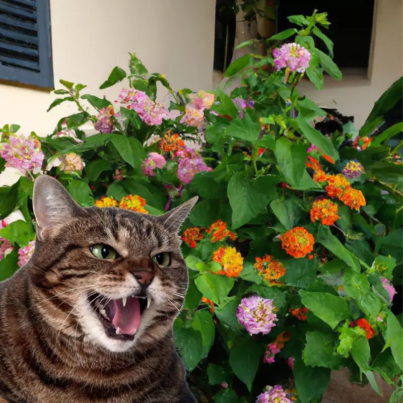 Cat hisses at Lantana