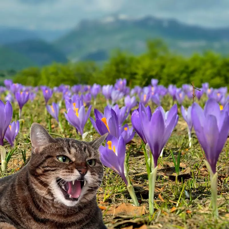 Cat hisses at Meadow Saffron