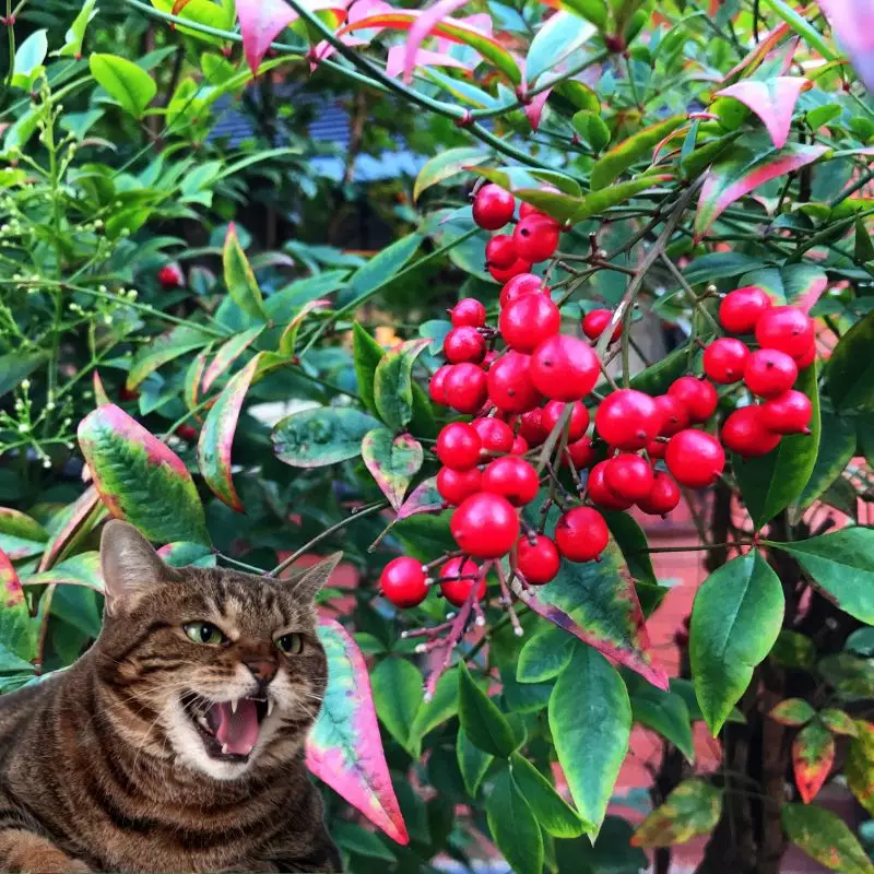 Cat hisses at Nandina