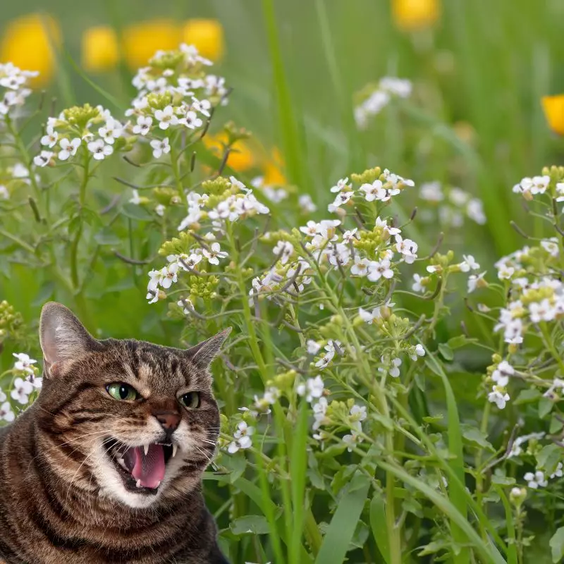 Cat hisses at Nasturtium Watercress
