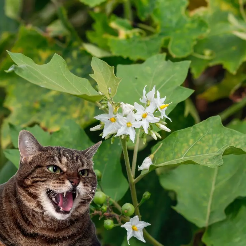 Cat hisses at Nightshade