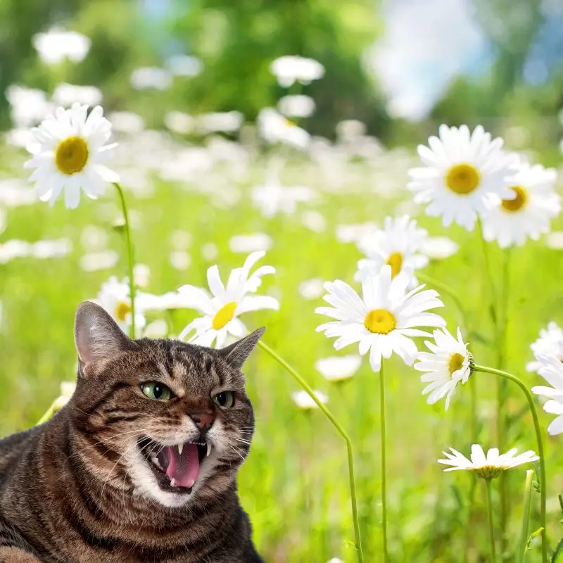 Cat hisses at Poison Daisy