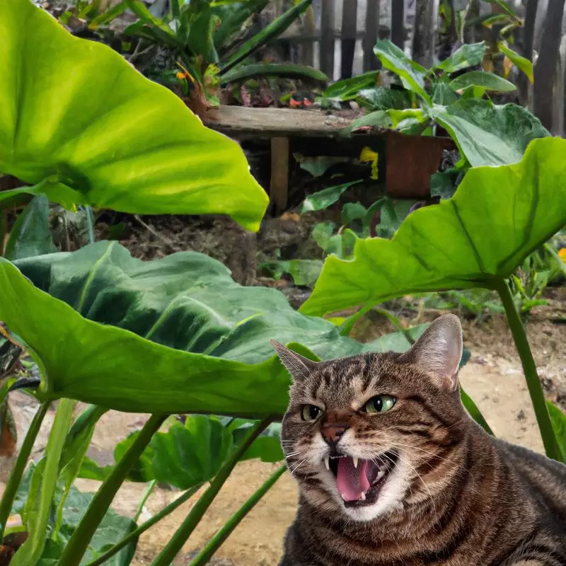 Cat hisses at Taro Plant