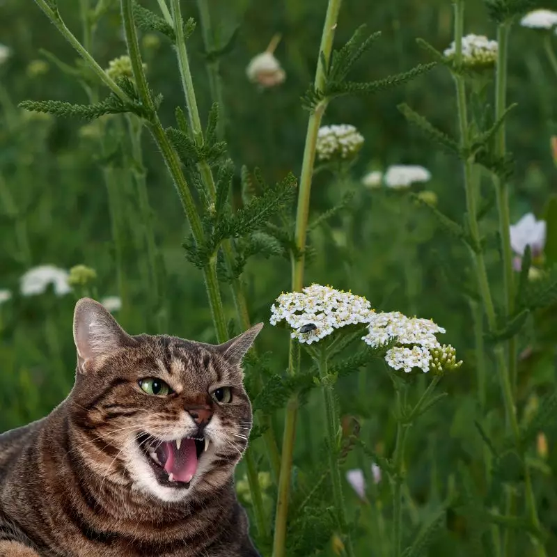 Cat hisses at Yarrow