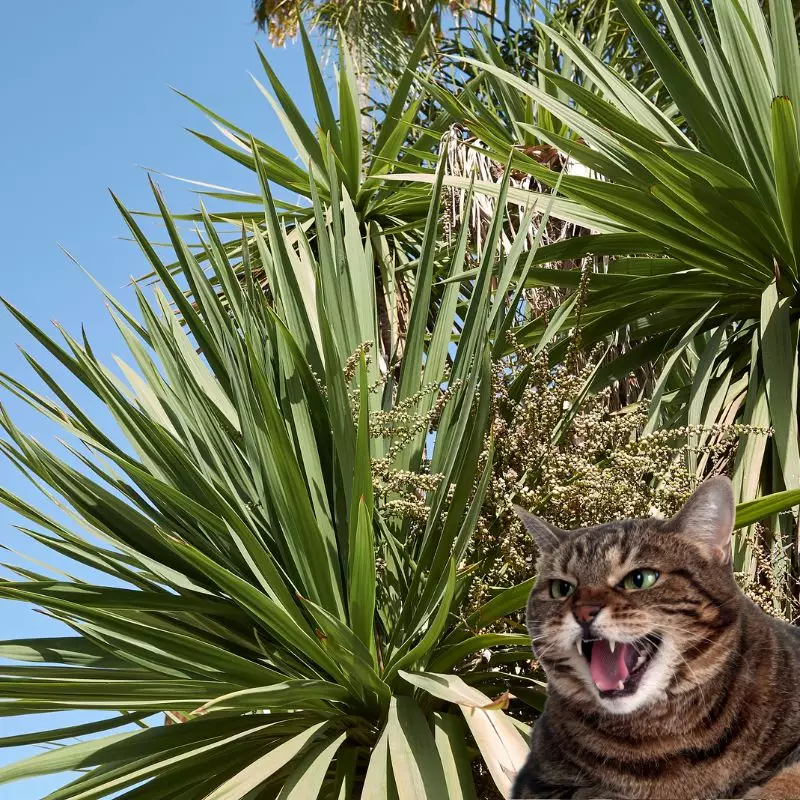 Cat hisses at palm lily