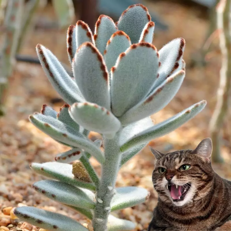 Cat hisses at panda plant