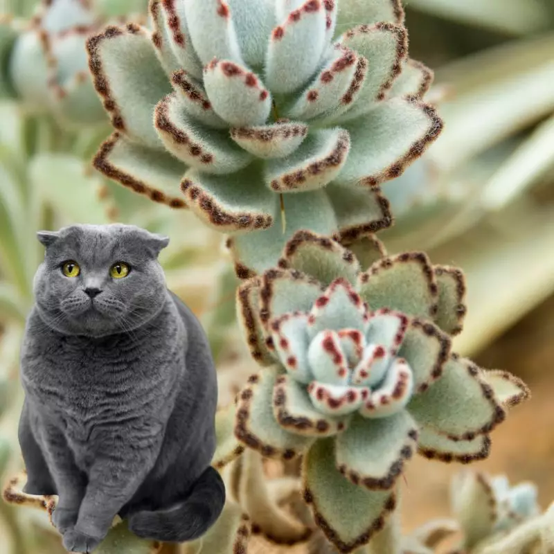 Cat is sitting near Panda Plant