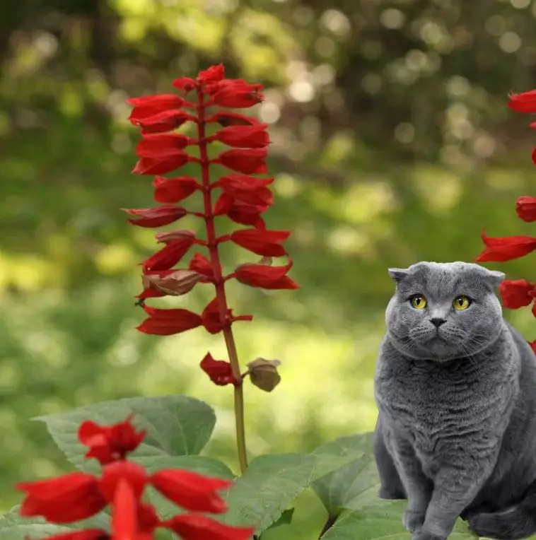 Cat-looks-at-Lobelia