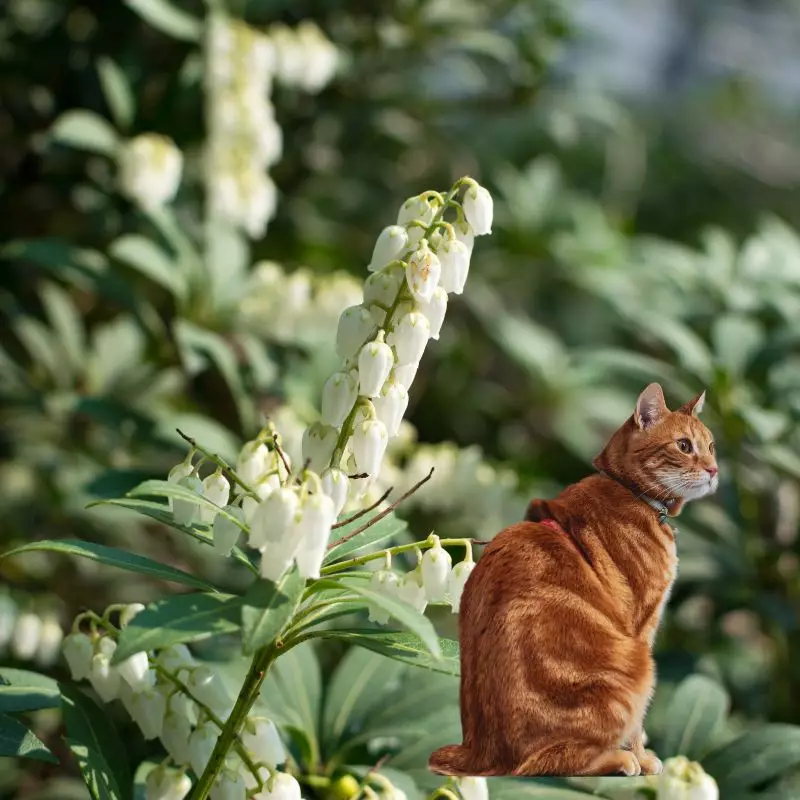 Cat sits near Fetterbush