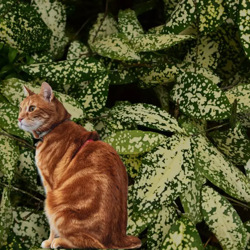 Cat sits near Florida Beauty