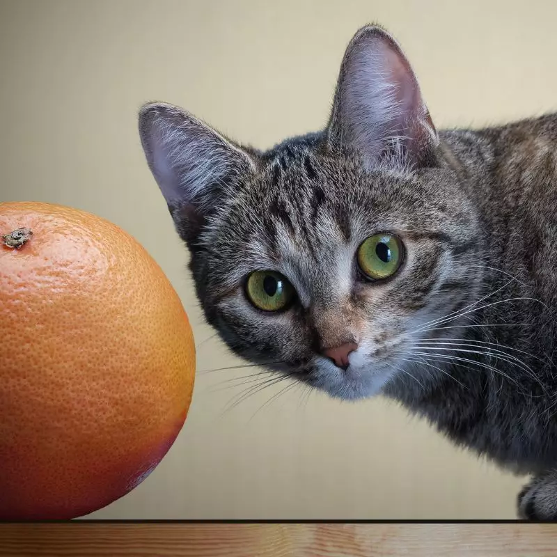 Cat sits near Grapefruit