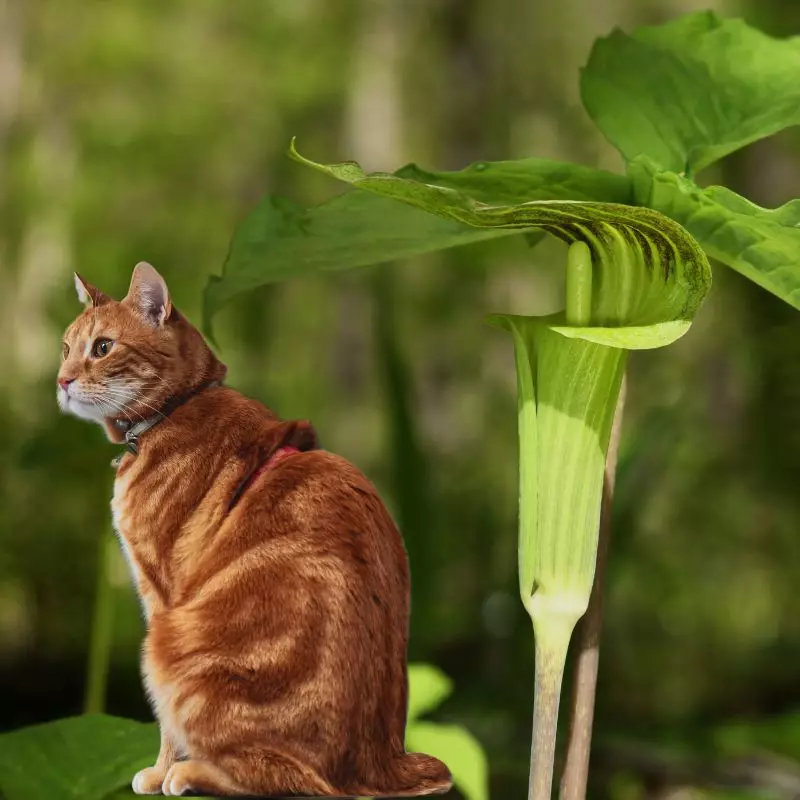 Cat sits near Jack-in-the-Pulpit