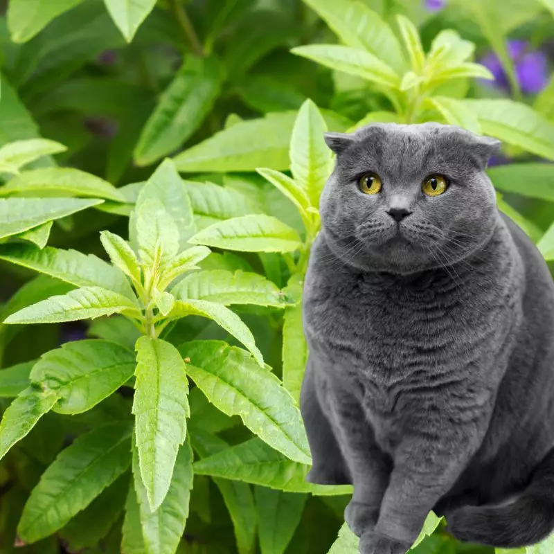 Cat sits near Lemon Verbena