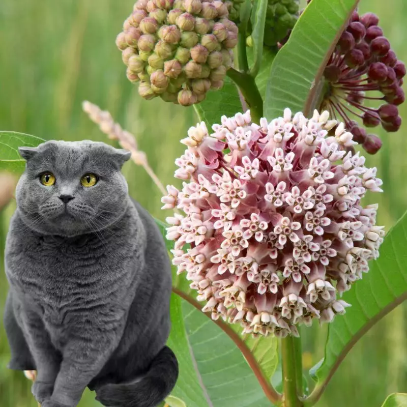 Cat sits near Milkweed