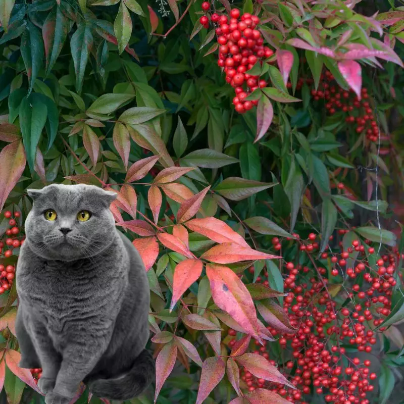 Cat sits near Nandina