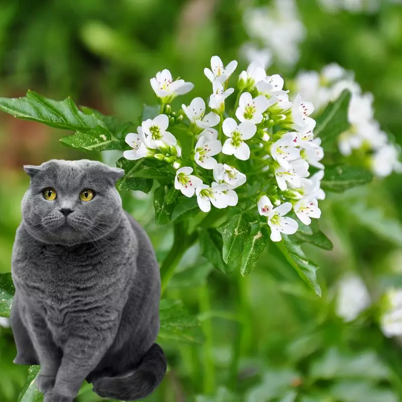 Cat sits near Nasturtium Watercress