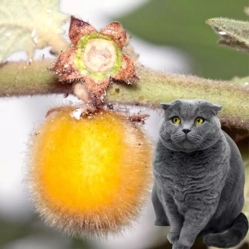 Cat sits near Nightshade